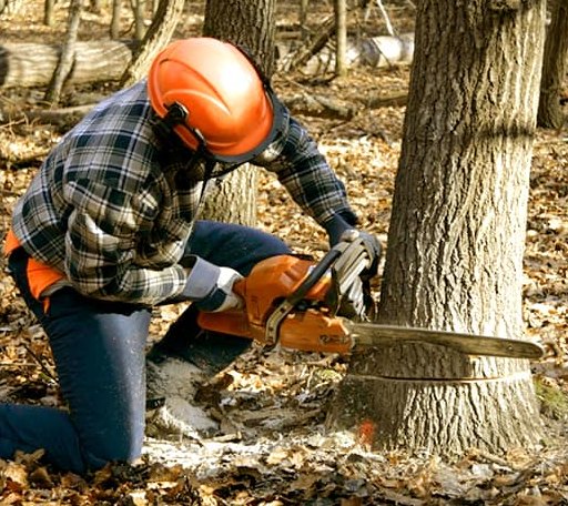 Tree Removal in Swords Creek, VA